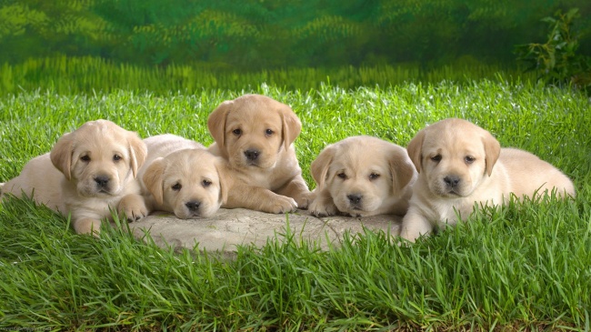 Dogs 12 (1920x1080) (30 wallpapers)