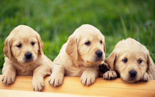 Dogs 32 (1920x1200) (30 wallpapers)