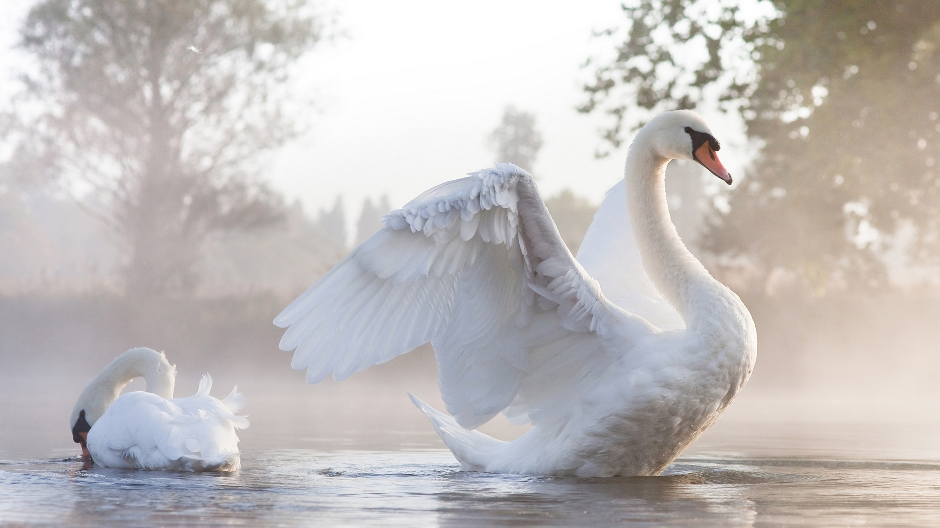 Белая птица новое чудо сюжет. Белый лебедь. Красивые лебеди. День белоснежных птиц 14 января. Лебеди на озере.